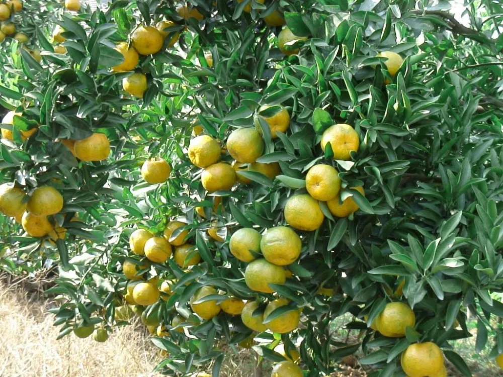 高品质苦橙提取物 6%-98% 糖浆肾上腺素