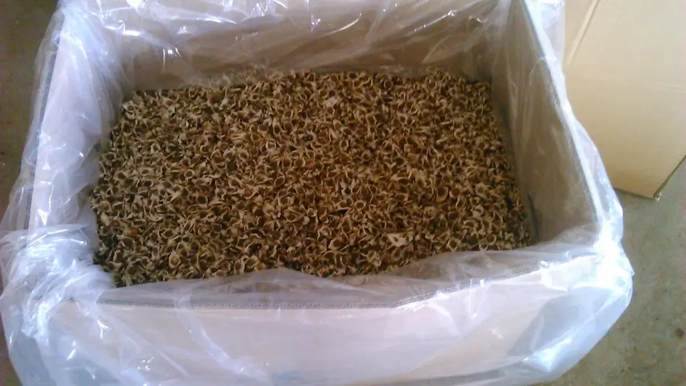 seed in cartons