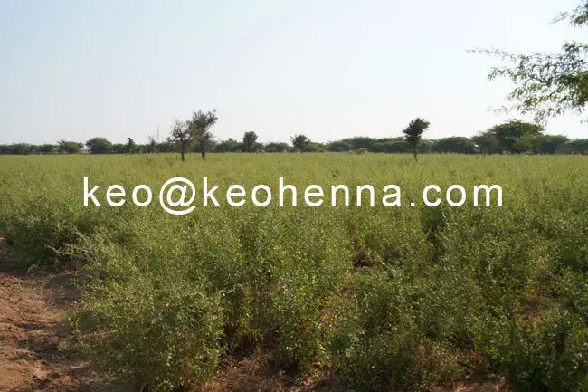 Natural HEnna Field (8)