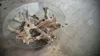 COFFEE TABLE Root Teak