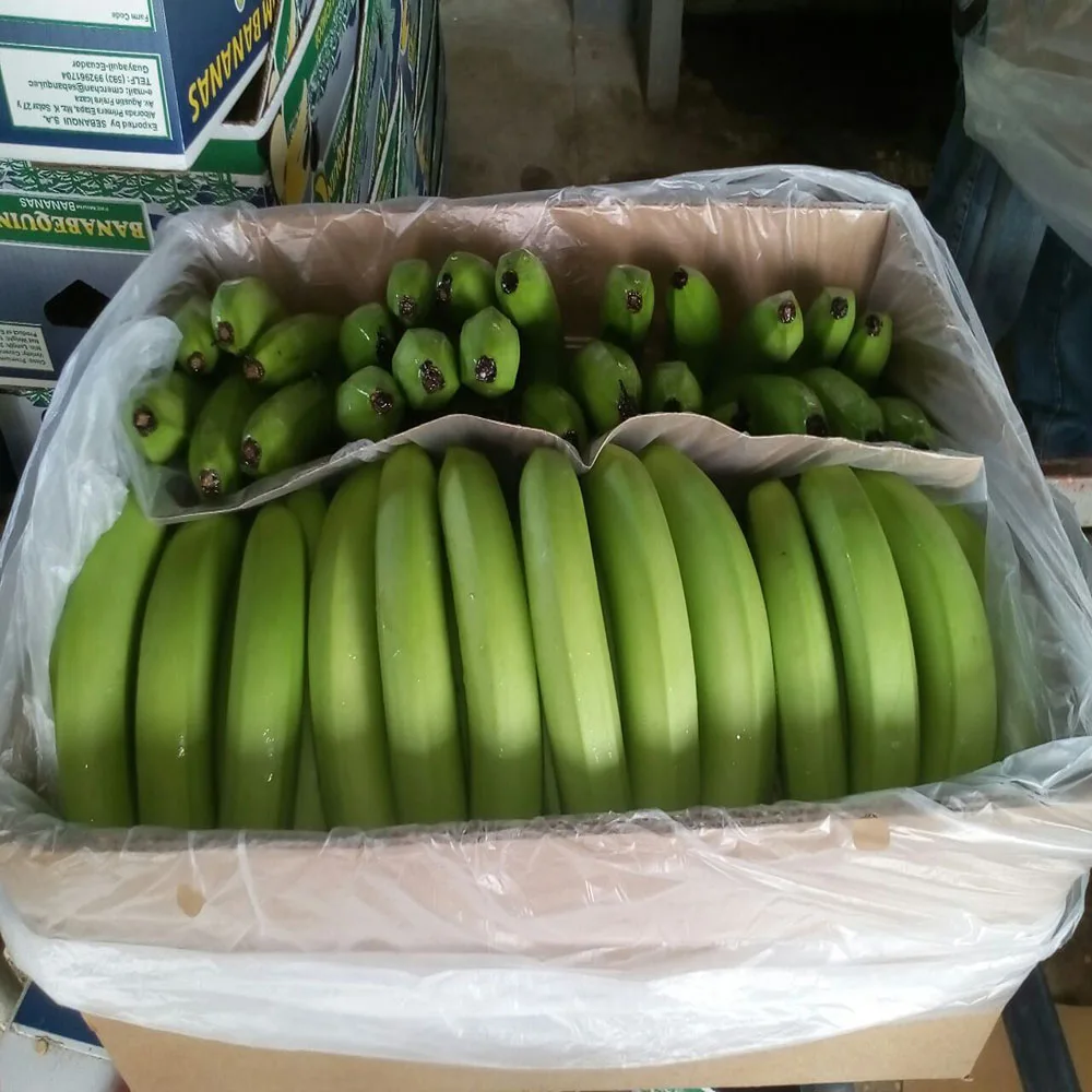 
BANANAS FRESH PREMIUM 