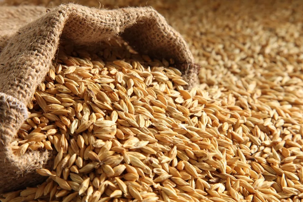 2020 best selling barley seeds