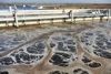 Biological Treatment for Suspended Solids Reduction in sewage Treatment plant