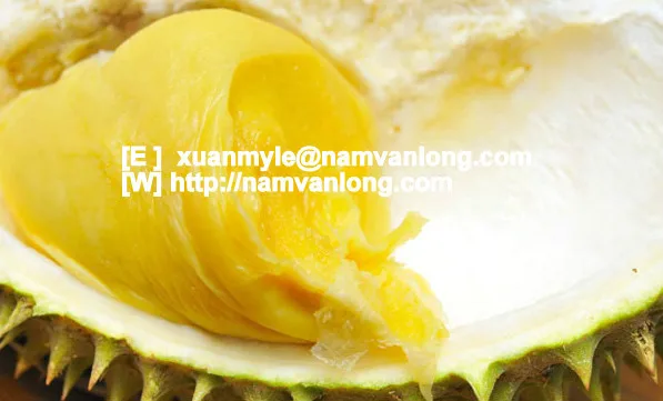 
TOP QUALITY MONTHONG DURIAN FRUIT WITH BEST PRICE AND HIGH QUALITY 
