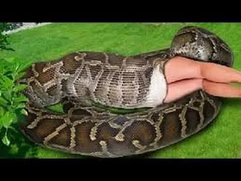 anaconda