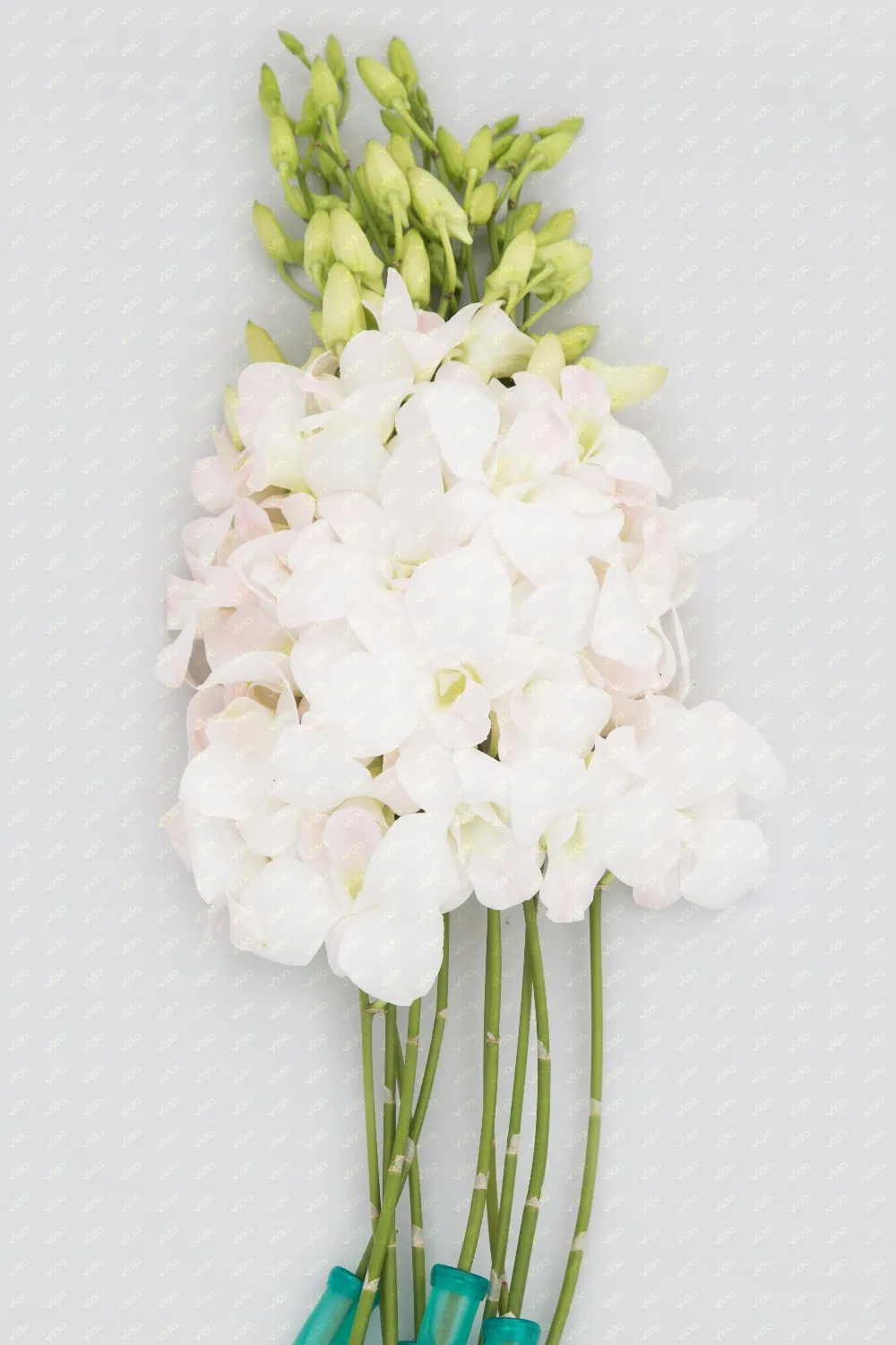 Fresh Cut Orchid / Red Mokara Buy Orchid,Orchid Plants,Orchid Flower