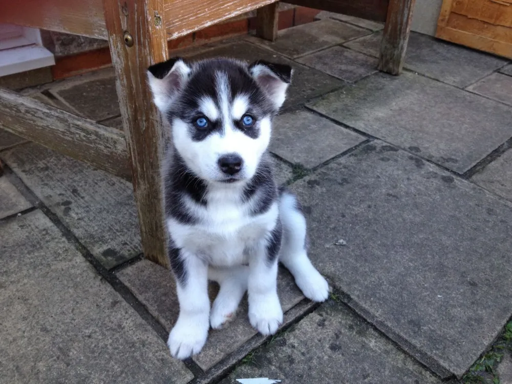 cheap husky puppies for sale