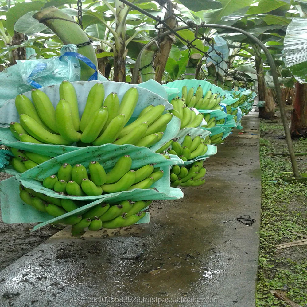 
ECUADORIAN FRESH BANANAS 
