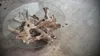Coffee Table Teak Root with Tempered Glass