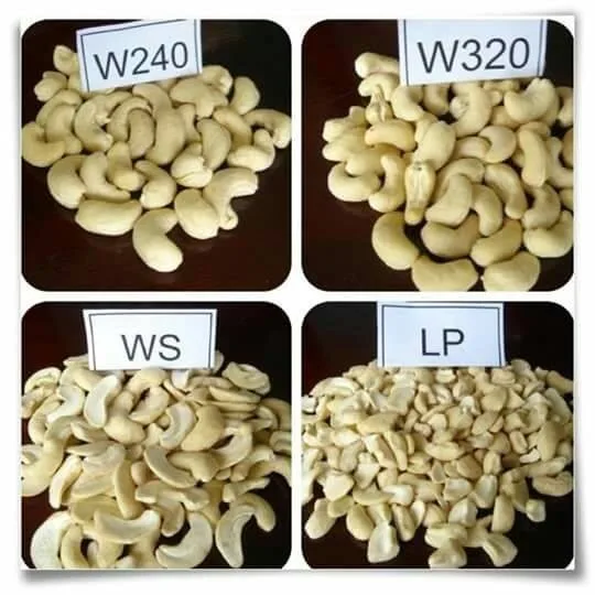 Good quality CASHEW NUT LWP