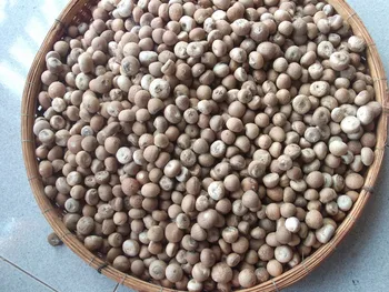 Noix De Betel Noix D Arec Buy Vietnam Noix De Betel Product On Alibaba Com