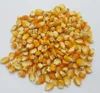 Dried Corn Maize Low Moisture for sale