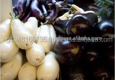 
Egyptian fresh Eggplant , Fresh Vegetables ,Aubergine 