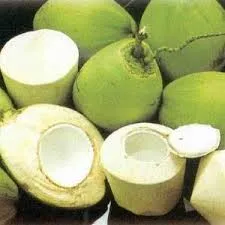 Fresh Young Coconuts
