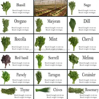 Fresh Herbs - Buy Globalgap Certified Fresh Herbs,Well Packed Medical ...