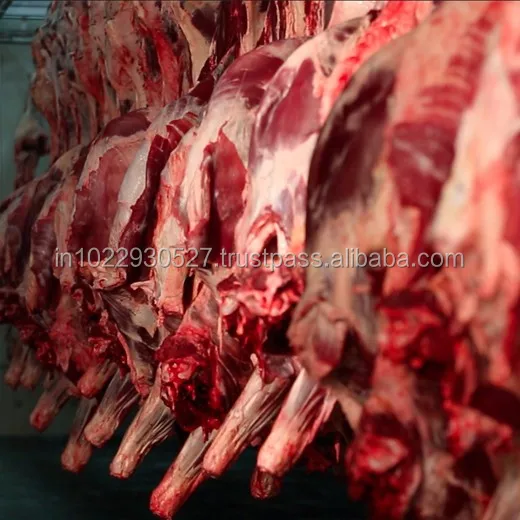 
Fore Quarter Halal Frozen Boneless Buffalo SHIN SHANK Meat 