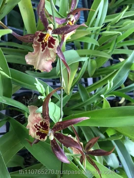 Oncidium Sunday Best Brown Buy Orchids Oncidium Plants Product On Alibaba Com