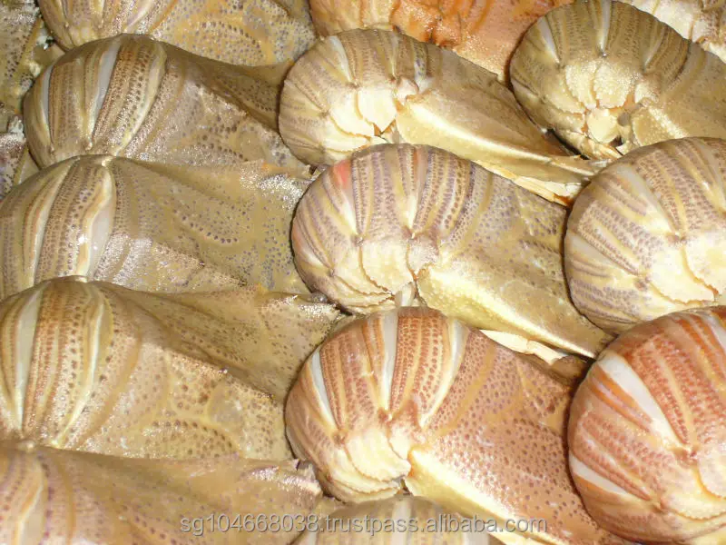 
Frozen Slipper Lobster Whole 