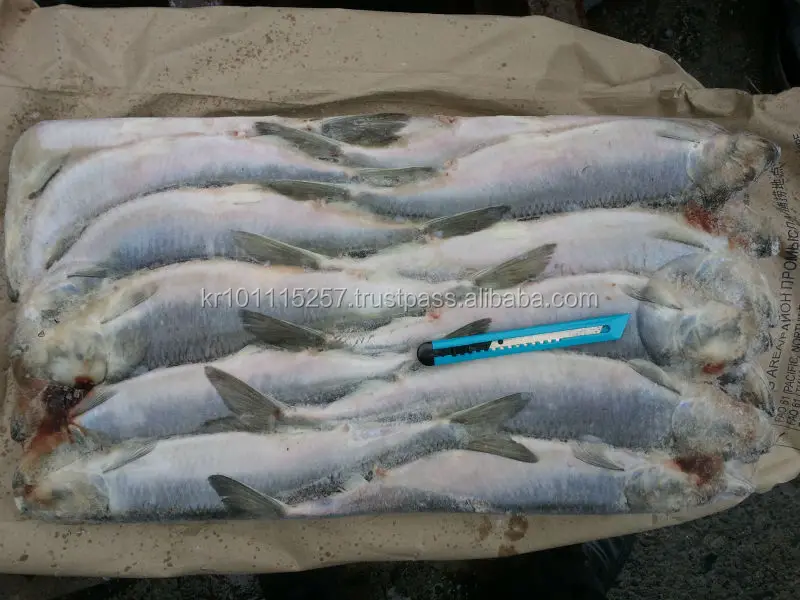 
FROZEN HERRING W/R FISH 