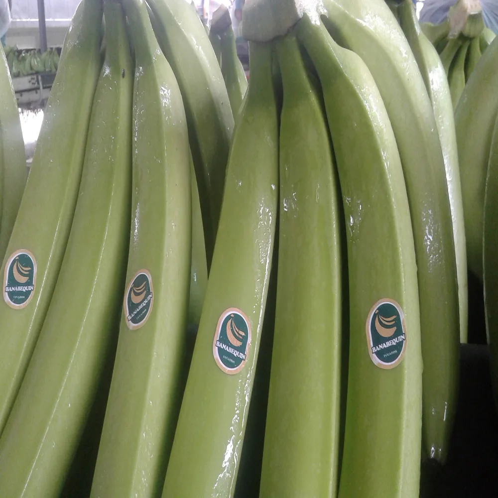 
BANANAS FRESH PREMIUM 