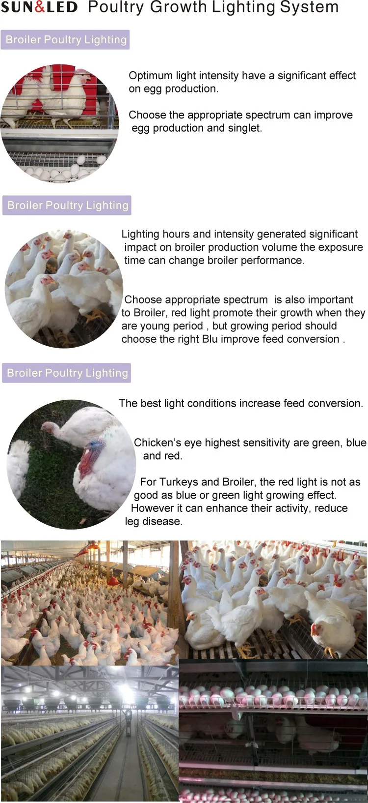 High Quality Led Par Light 20w For Poultry Farm Business Plan In High Quality Led Par Light 20w For