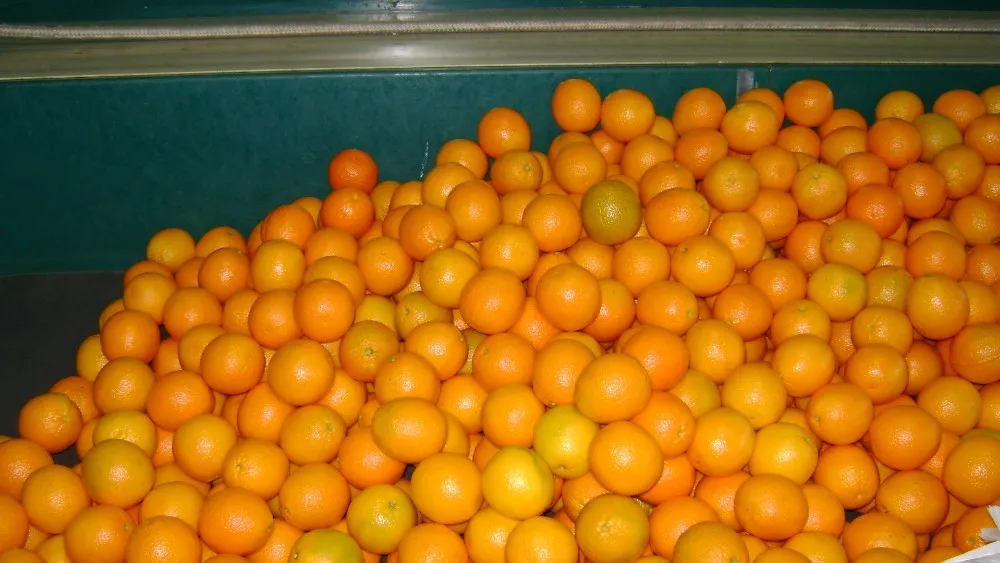 Fresh Orange For Sale Buy Fresh Orange Product on