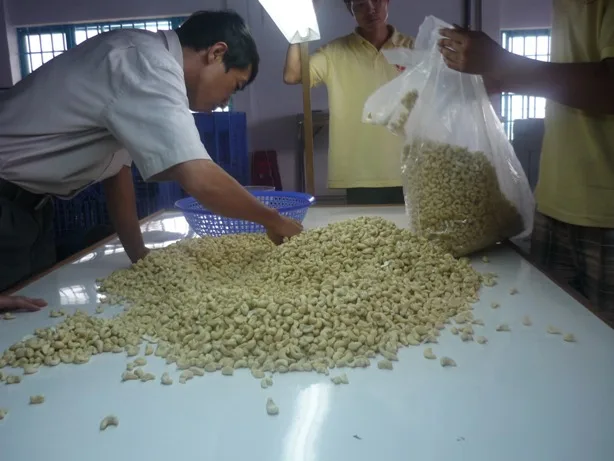 cashew nuts for sale