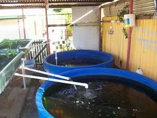 aquaponics-fish-tanks-1.jpg