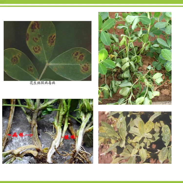 Peanut disease for root rot 