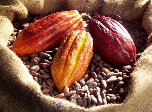 Cocoa Beans Cocoa Beans