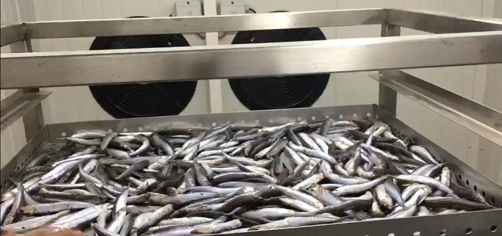 fish