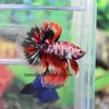 Halfmoon betta
