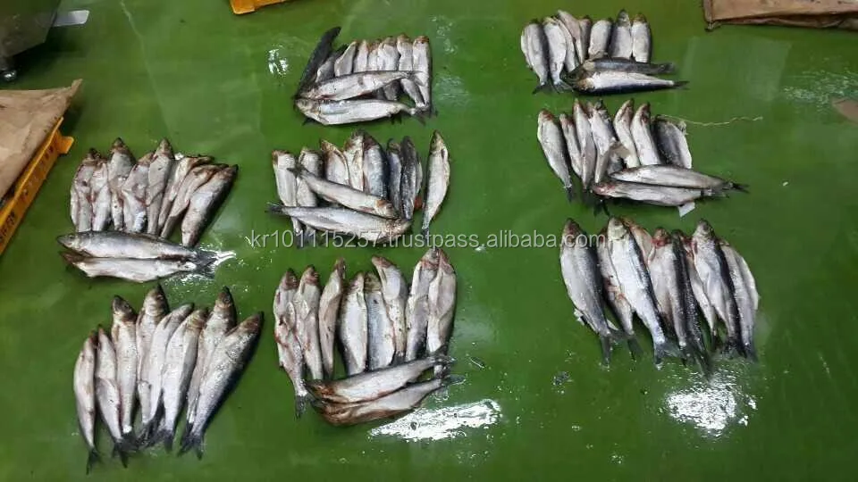 
FROZEN HERRING W/R FISH 