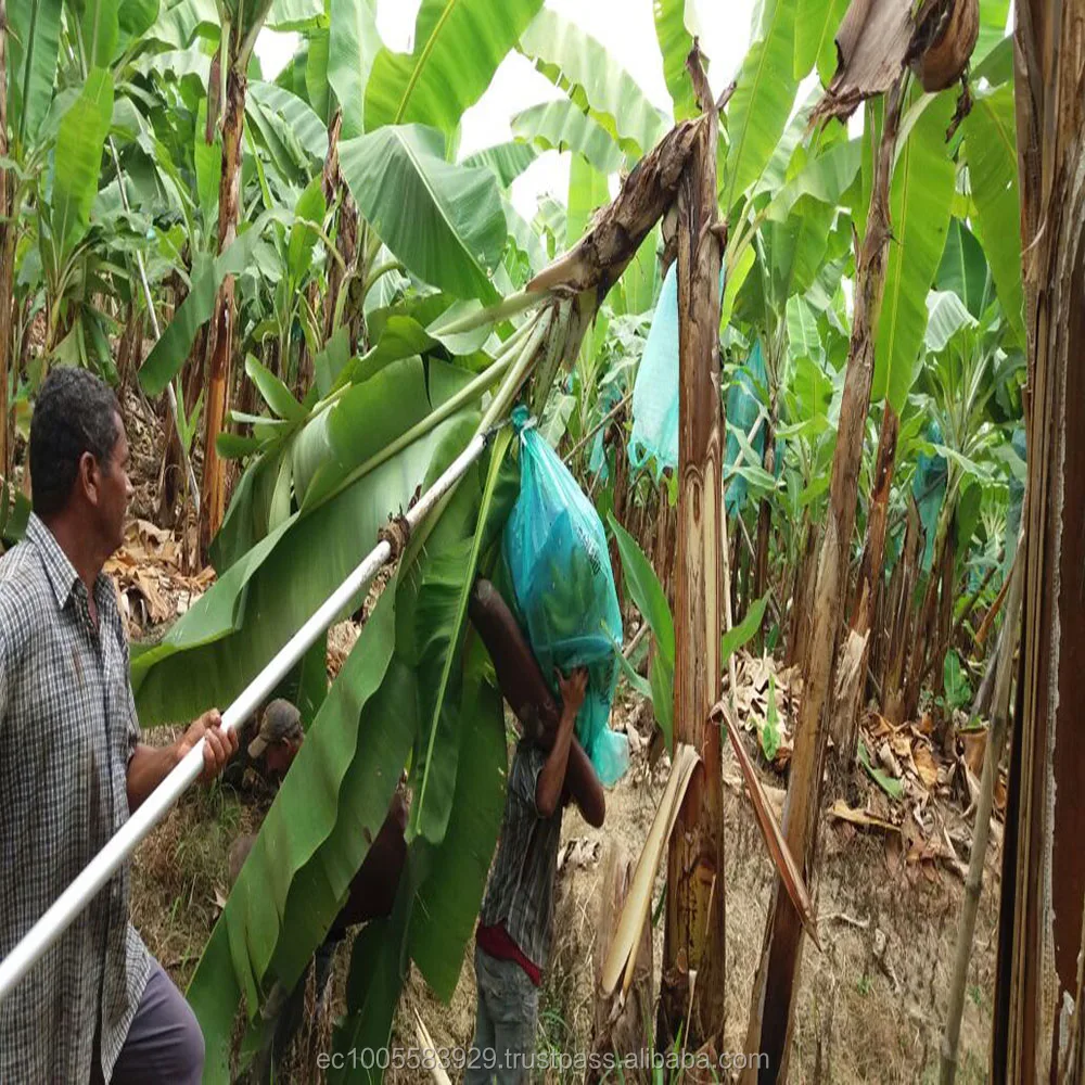 
GREEN AND FRESH BANANAS 