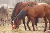 Horse Equine Probiotics Feed Supplement