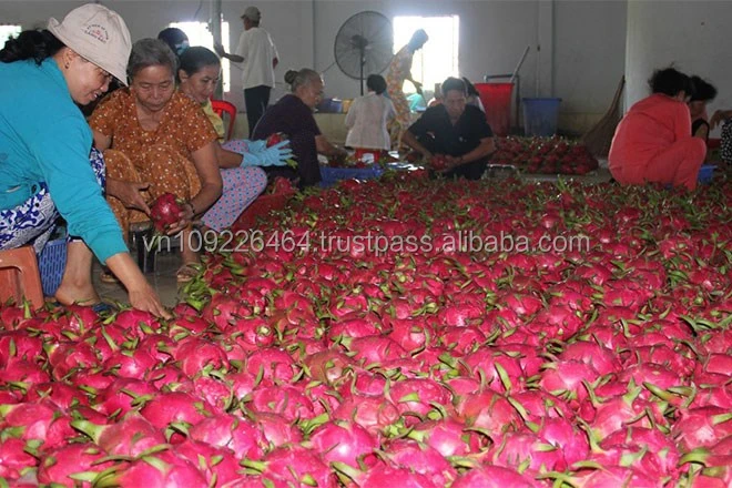 
Fresh Dragon Fruit Sweet Import From Vietnam - High Quality White/Red Dragon Fruit - Fresh and Sweet Dragon Fruit 