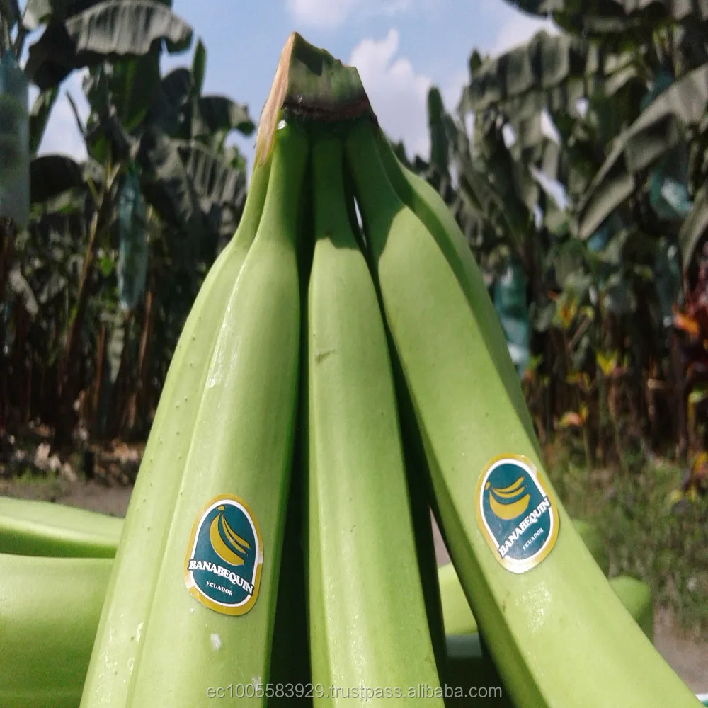 
Fresh Bananas from Ecuador 