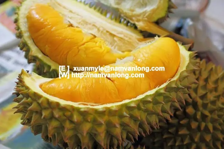 
TOP QUALITY MONTHONG DURIAN FRUIT WITH BEST PRICE AND HIGH QUALITY 