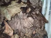 Wet Salted Cow Raw Hides