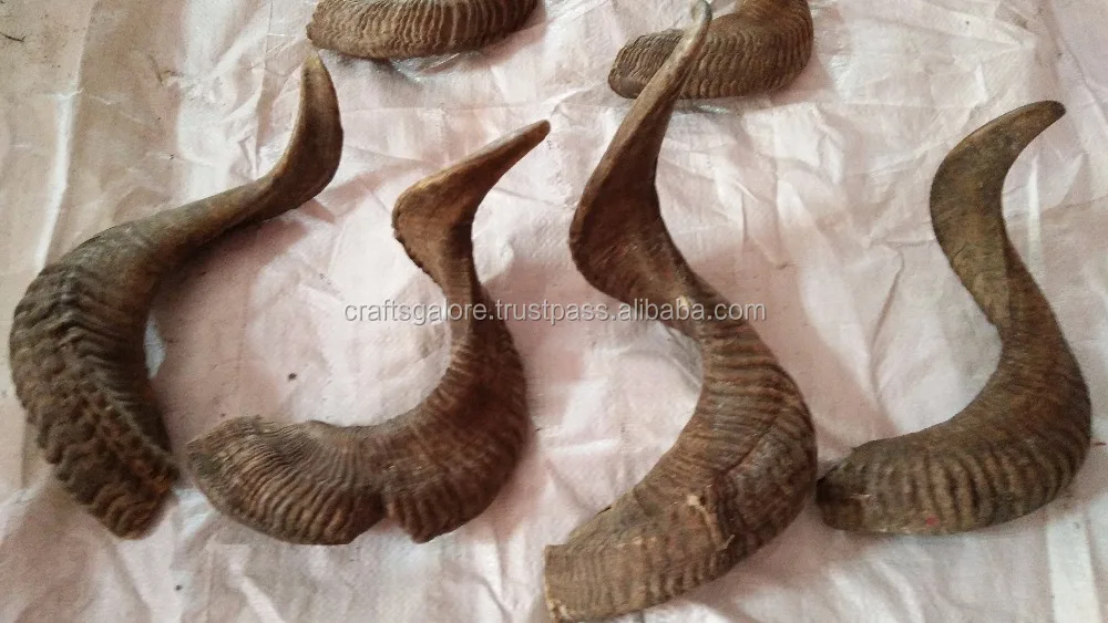 Chifre De Carneiro Natural Chifre De Ovelha Quantidade A Granel Disponivel Para Venda Buy Chifres De Carneiro Para Venda Venda De Chifres De Cabra Venda De Chifres De Ovelha Product On Alibaba Com