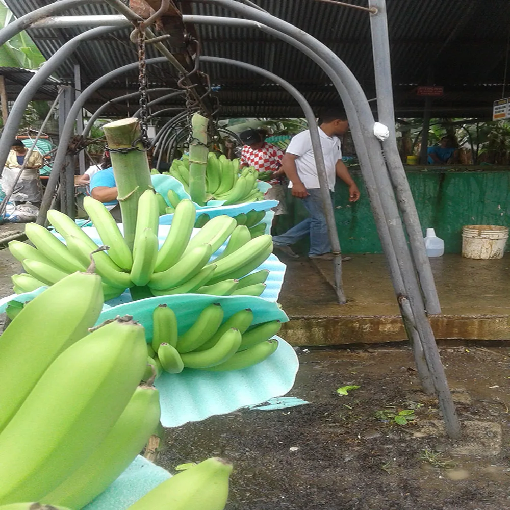 
BANANAS FRESH PREMIUM 