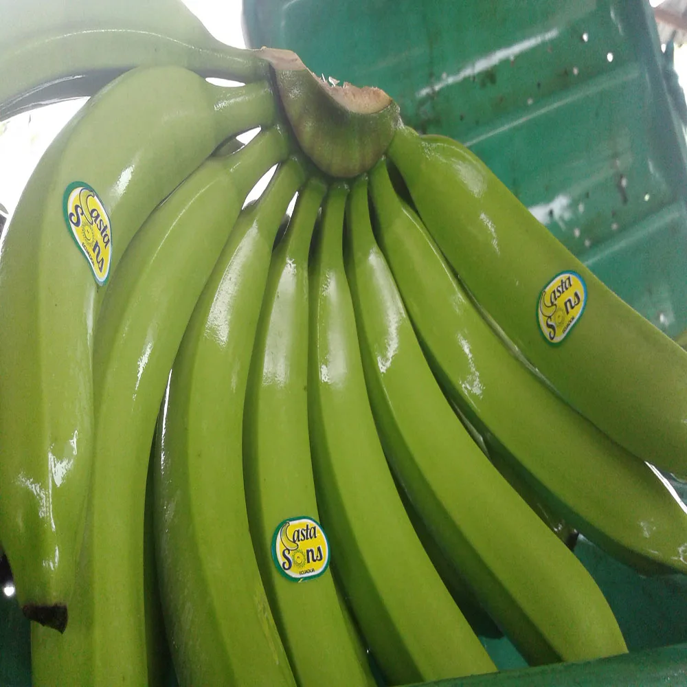 
PREMIUM FRESH BANANAS 