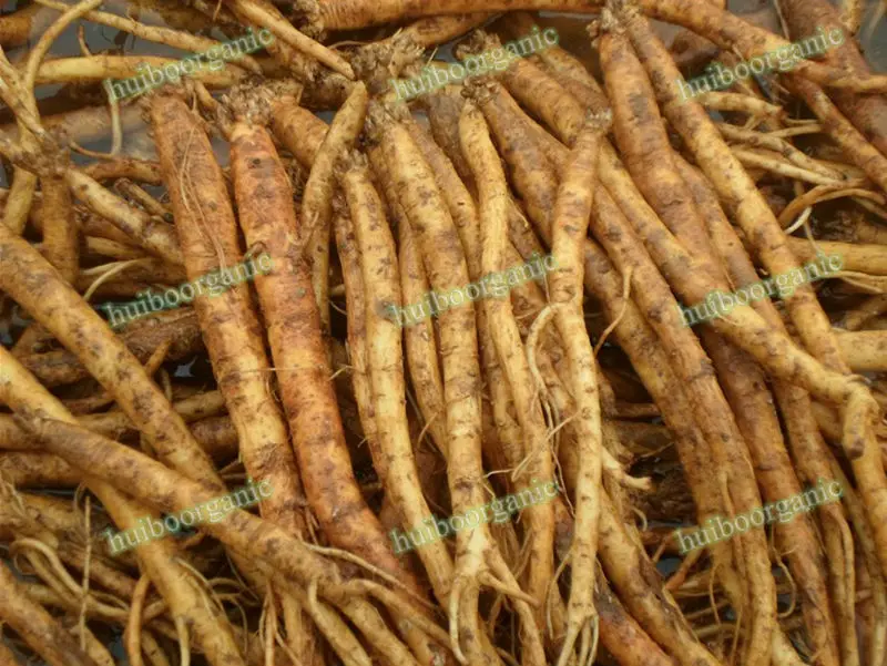 organic pilose asiabell extract / pilose antler extract