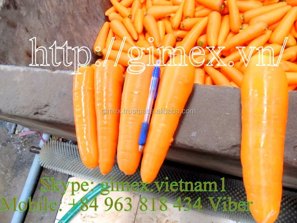
Fresh Carrot SIZE S,M,L,2L,3L / Whatsapp +84963818434 