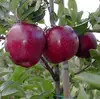 Jeromini Apple Fruit Tree
