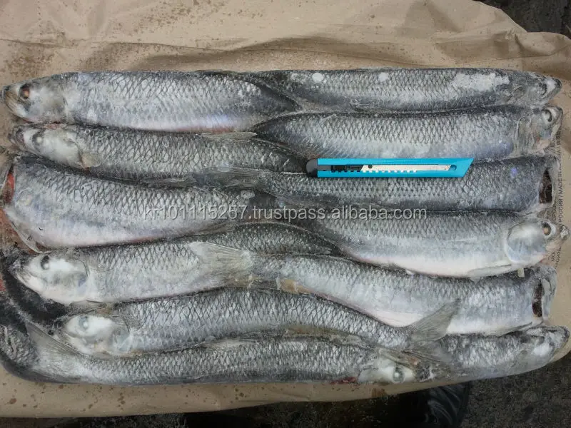 
FROZEN HERRING W/R FISH 