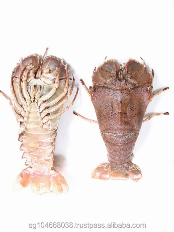 
Frozen Slipper Lobster Whole 