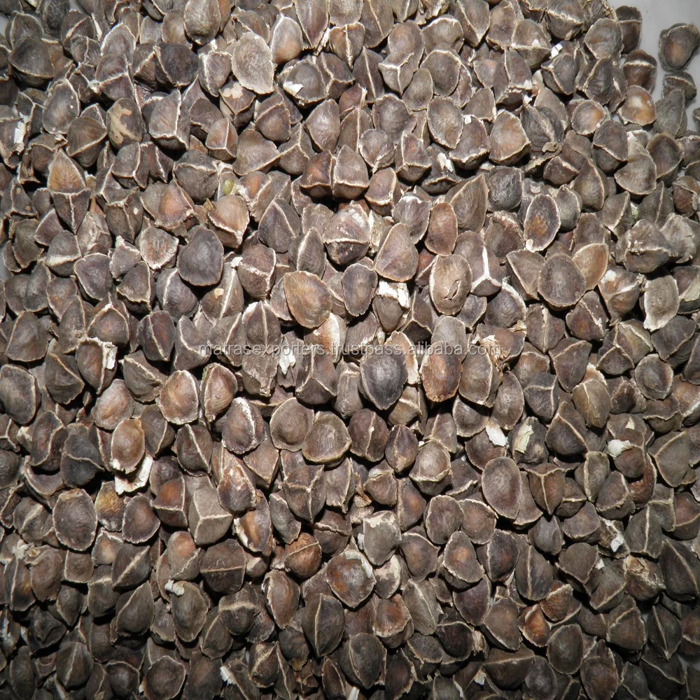 Moringa Wingless inida.jpg