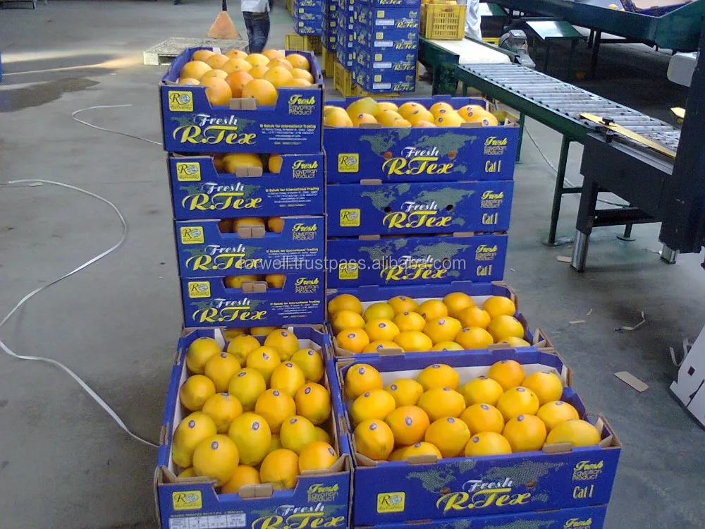 
VERY sweet FRESH oranges exporting to Russia market 