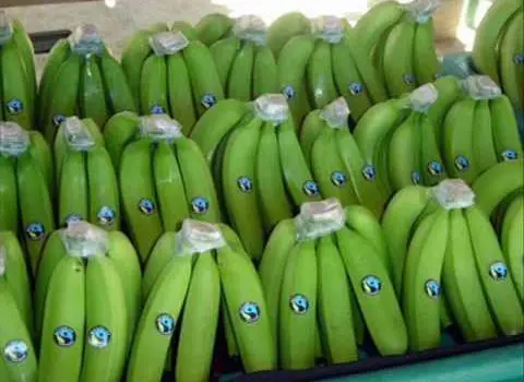 
FRESH GREEN PREMIUM QUALITY BANANAS/VIETNAM BANANA/Whatsapp: +84 845 639 639 in 2020 